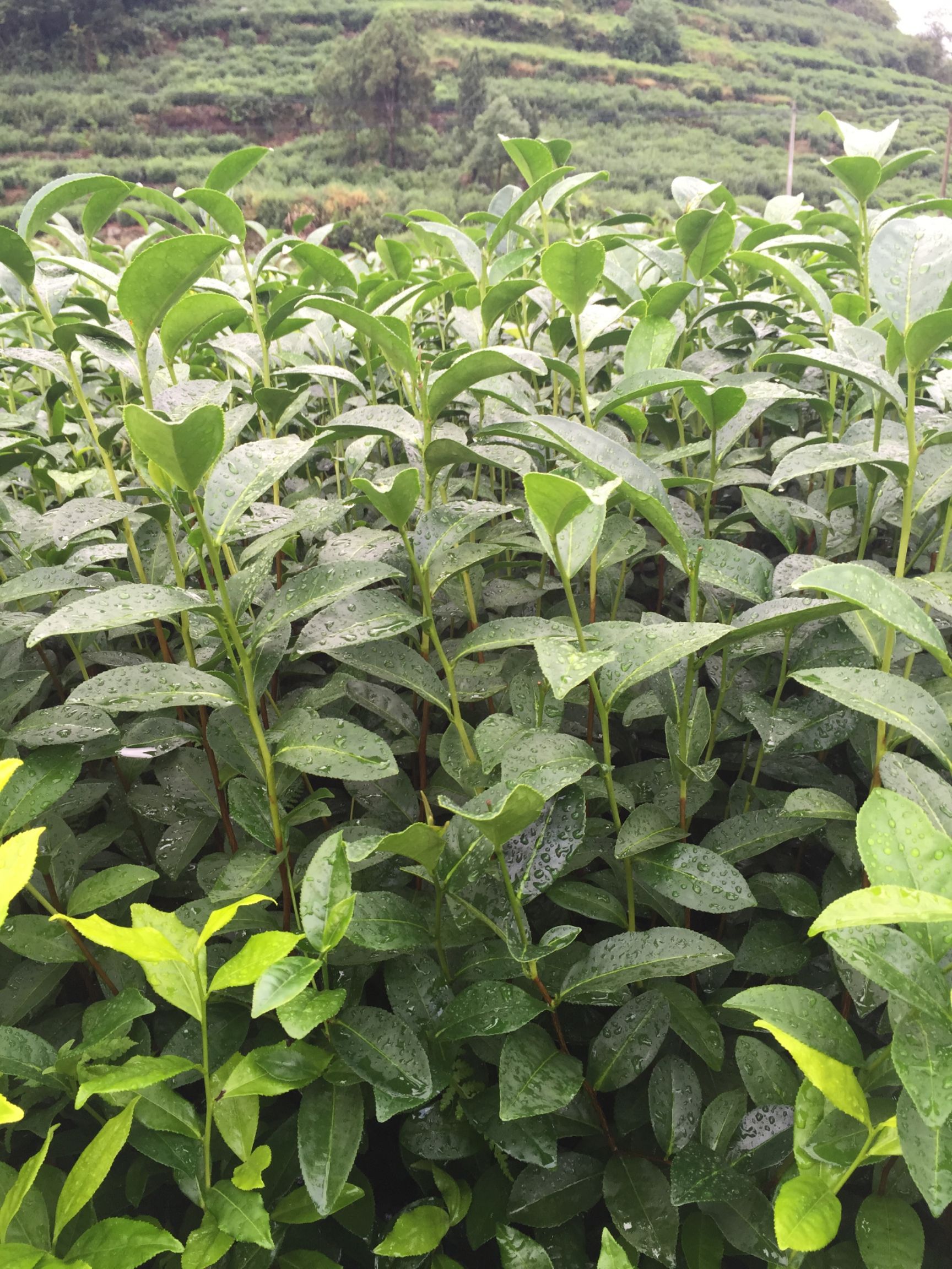 茶树苗  金萱茶苗 福建