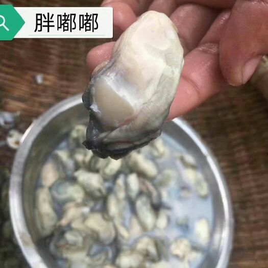 徐闻县电白牡蛎 鲜活水产