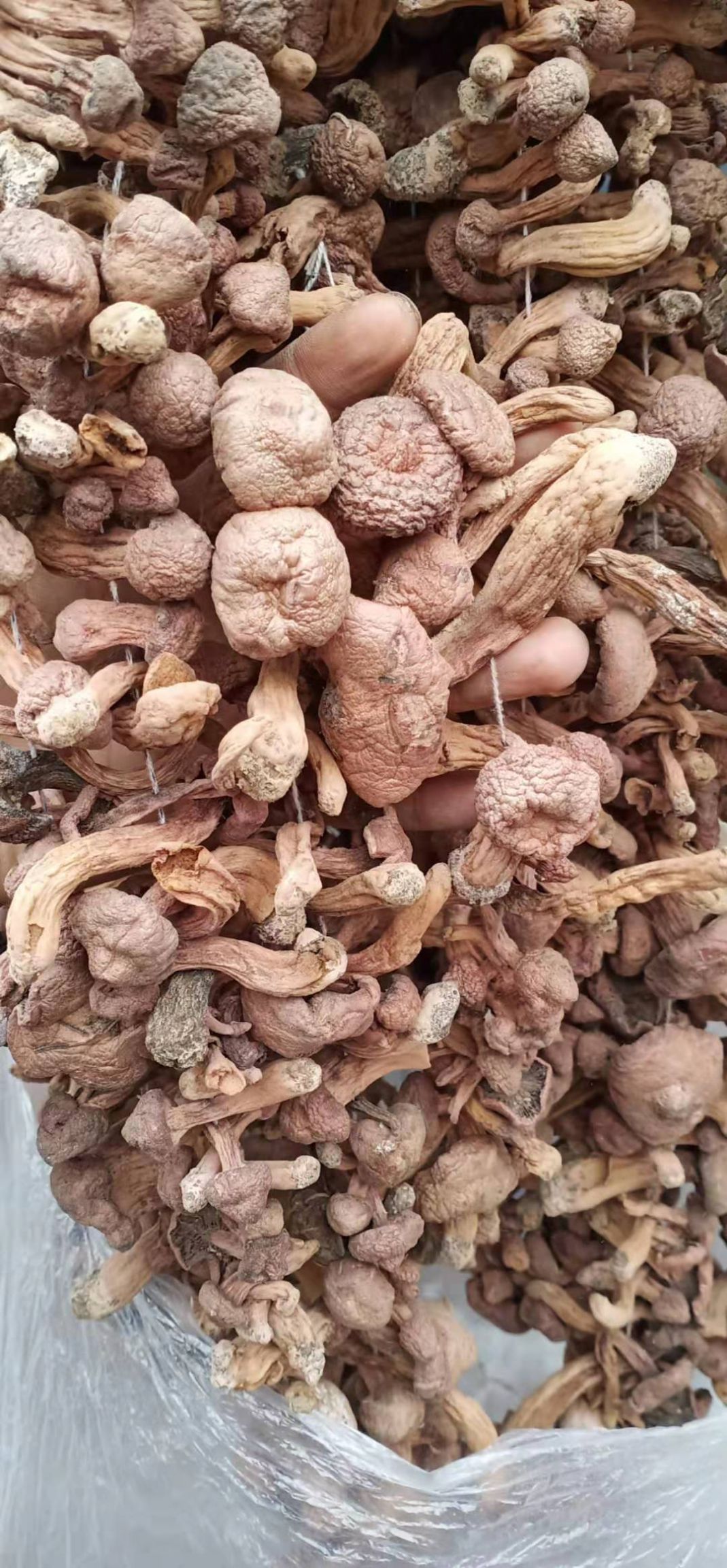 红蘑，铆钉菇，质量保证，大量批发零售，货型多，原产地，货源地