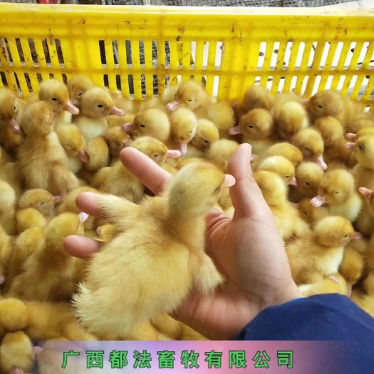 南宁桂柳鸭苗50天8斤做好一针可以发往全国
