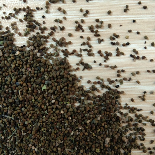 出售新产半枝莲种子 半枝莲籽 药材种子 春夏秋种植 多年生