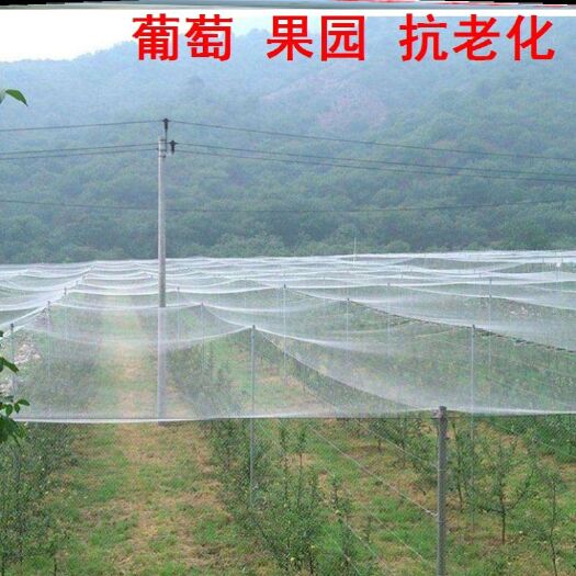 沭阳县全新料抗老化大棚防虫网 50目60目80目加密果树蔬菜网罩