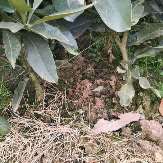 苍溪县红心柚苗  四川广元产地直售嫁接