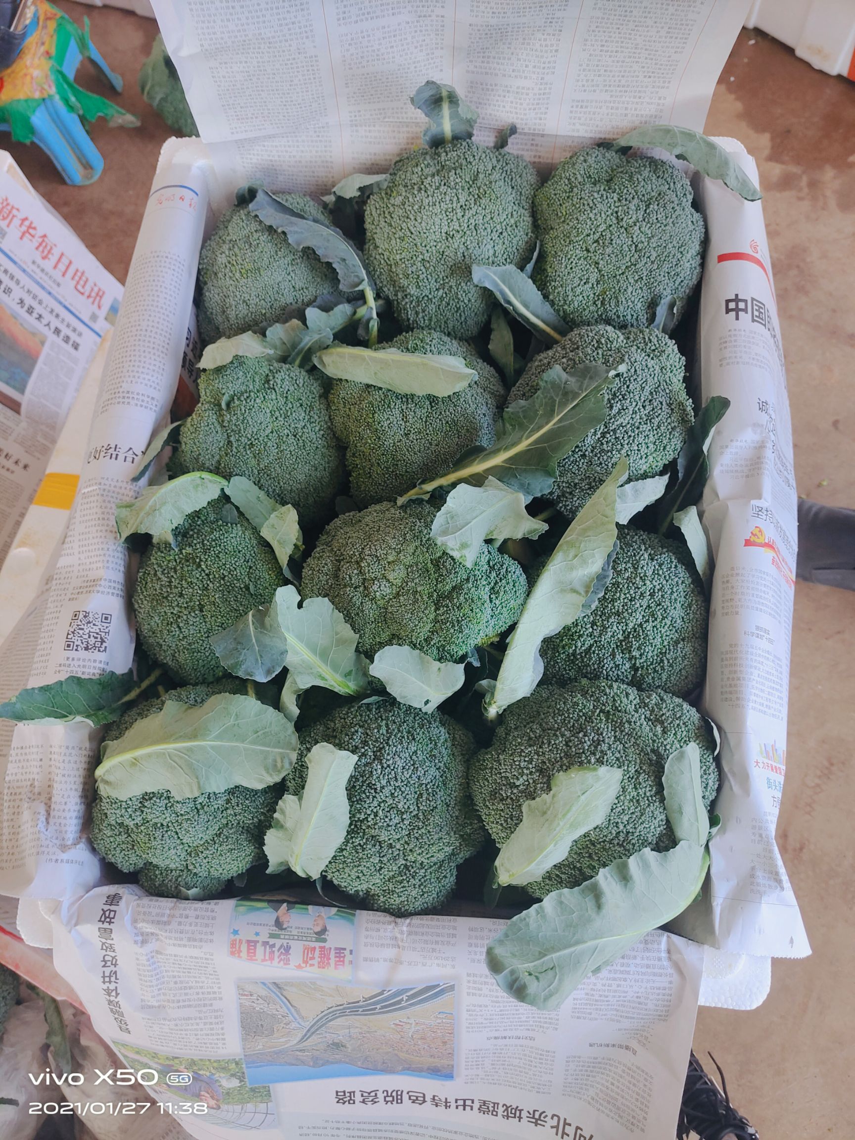 绿翡翠西兰花  云南精品西蓝花  保质保量  量大从优