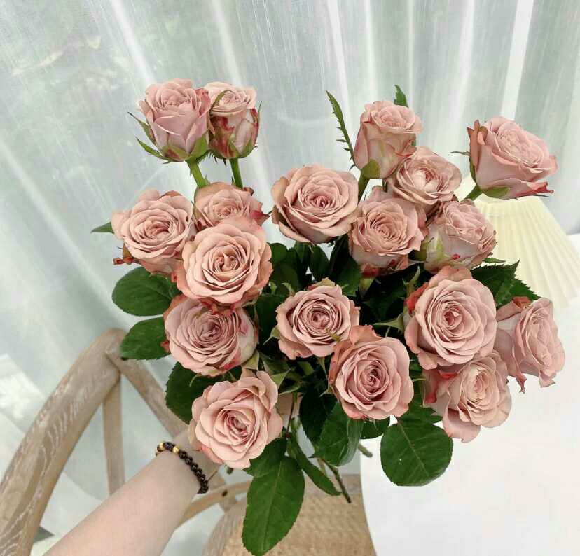 红玫瑰 卡布奇诺玫瑰鲜花云南鲜花基地直发