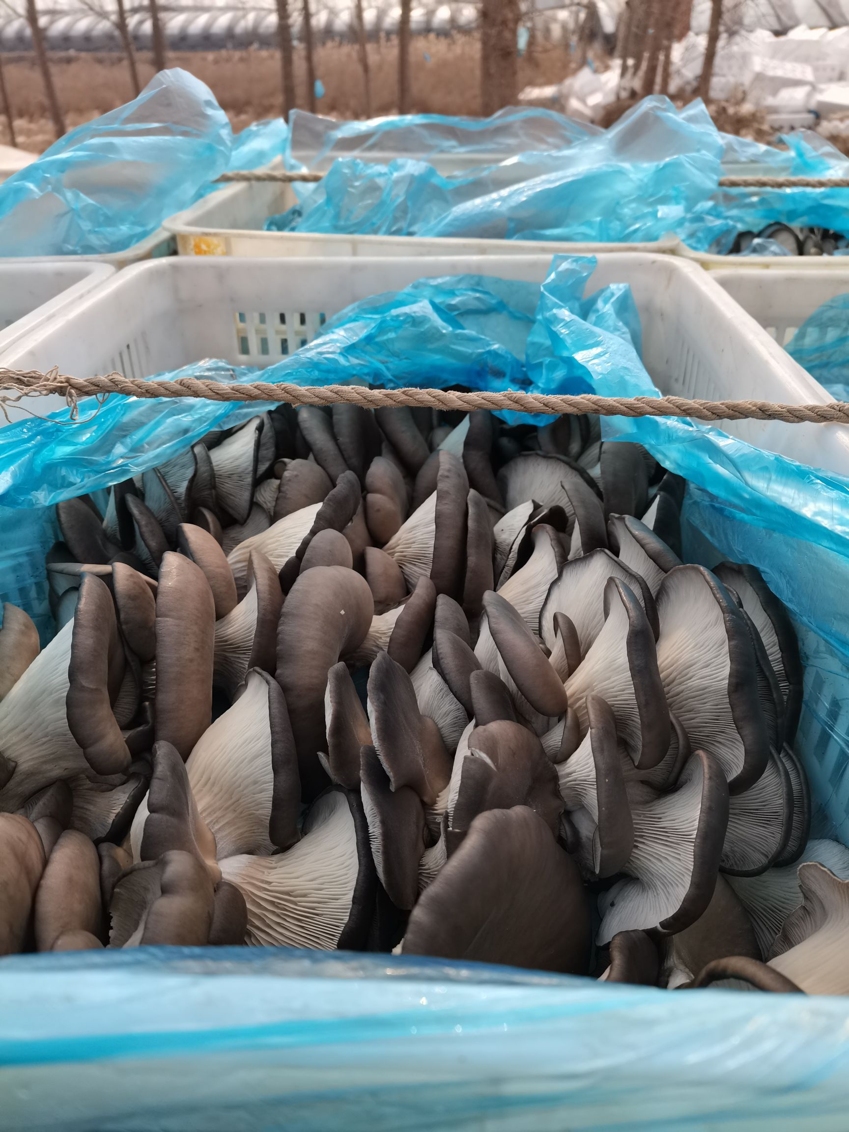 鲜平菇批发，黑平菇，河北种植基地直接供货！