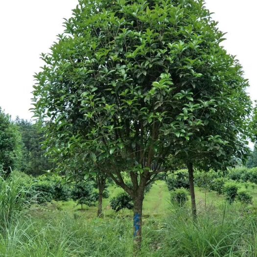 兴安县金桂  桂花