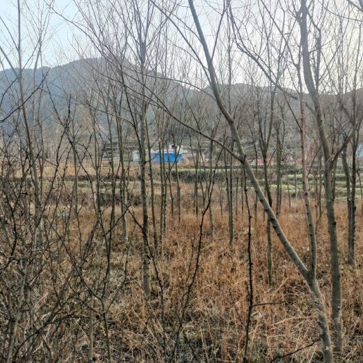 会泽县滇朴 