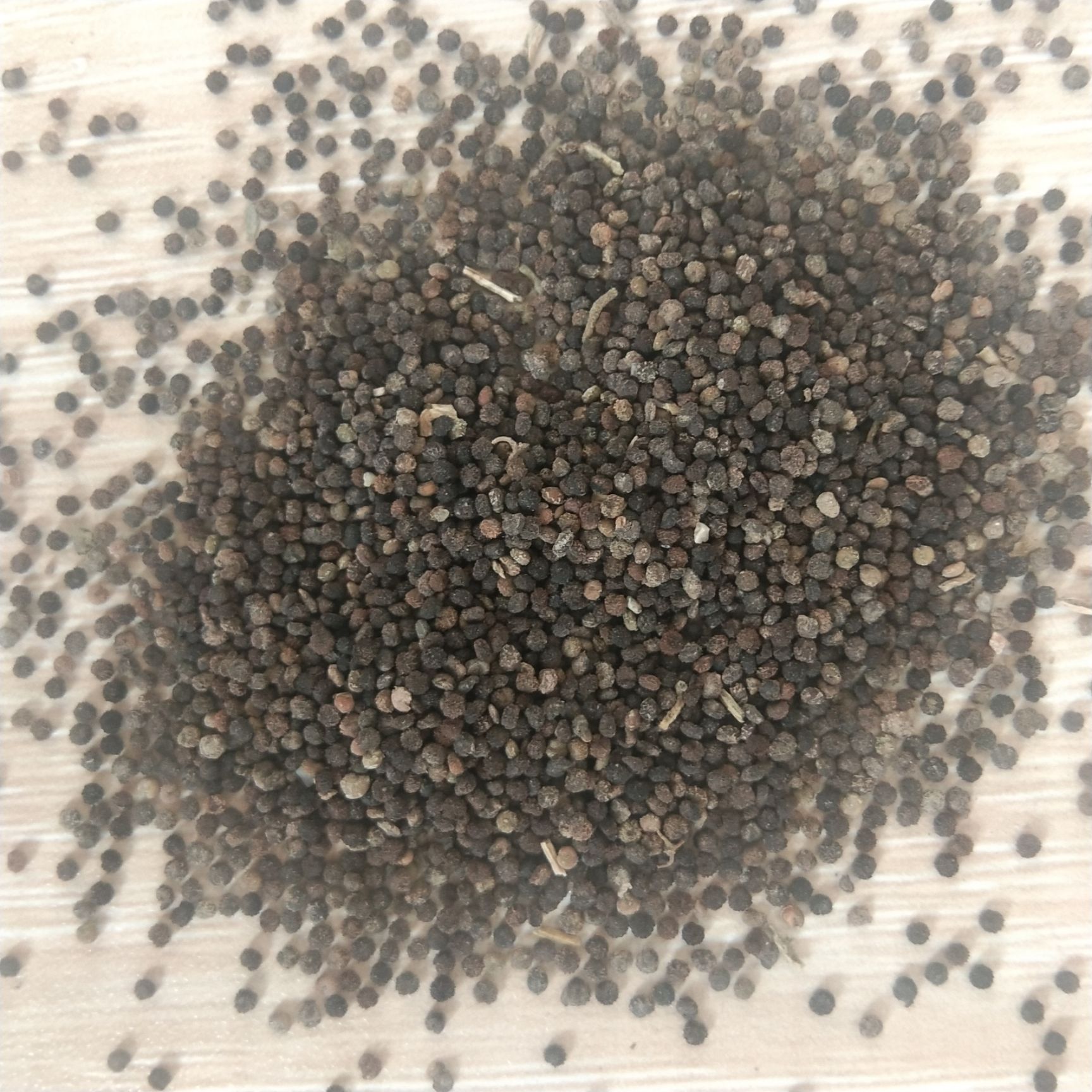 出售新产白花菜籽 白花菜种子 臭花菜籽 一年生 可种植