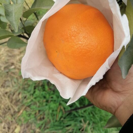 眉山明日见 明日见柑橘