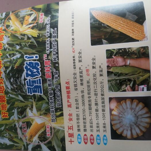 武城县玉米种子 十星五玉米种