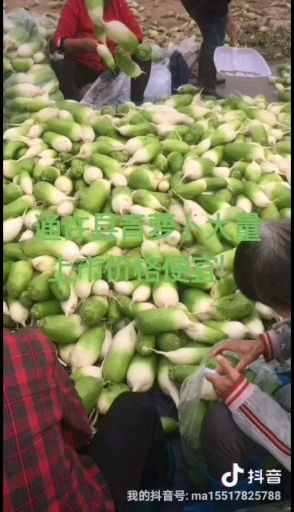 白萝卜 河南省开封市通许县 1.5~2斤