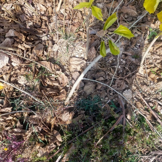 建水县滇桑苗 嫁接苗 裸根苗 