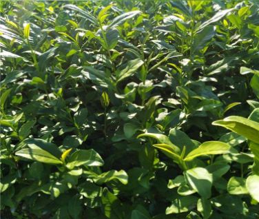 金牡丹茶苗 福建