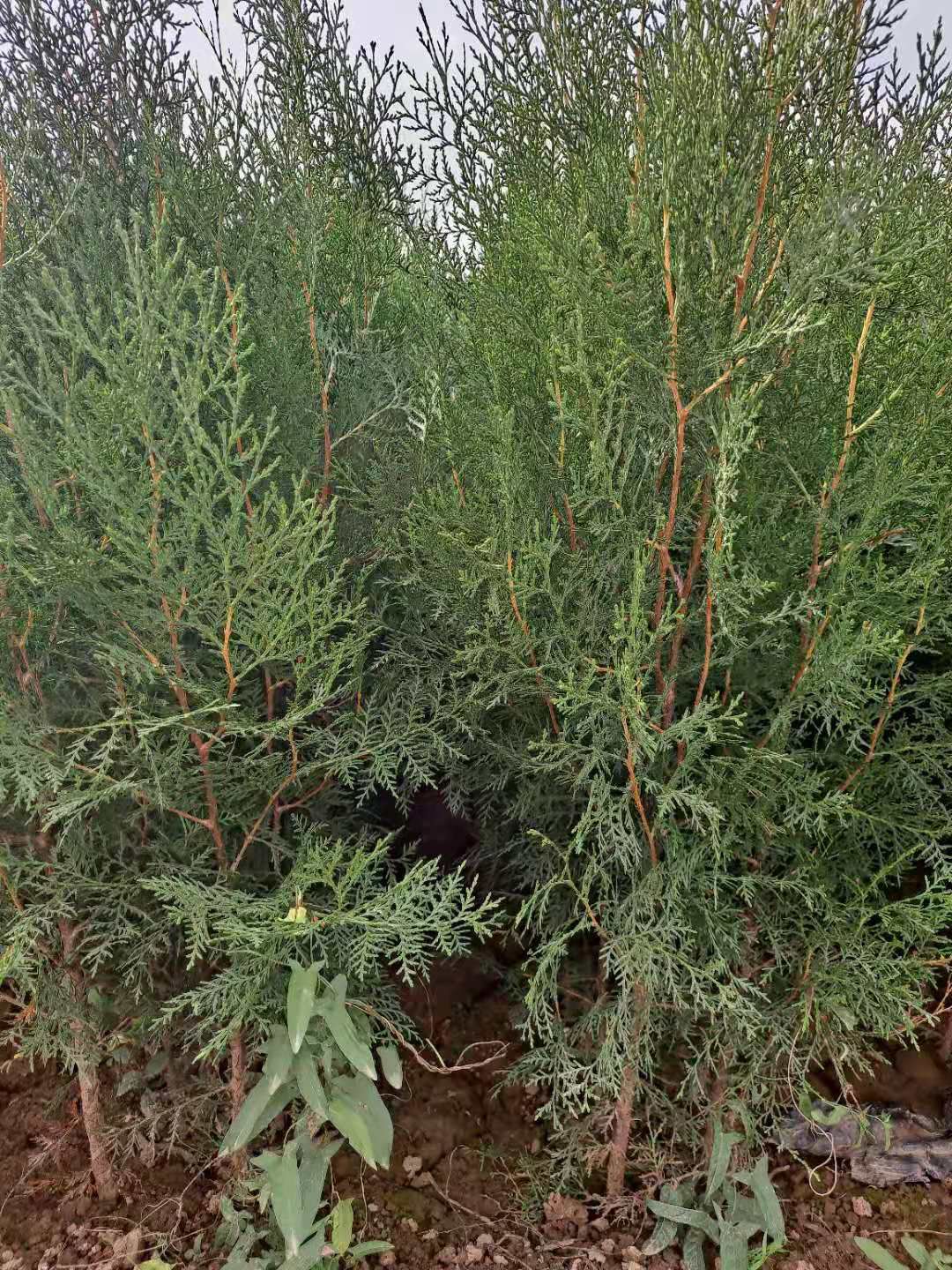 侧柏苗 陕西侧柏苗精品无脱腿 50-1.2米量大一手货源