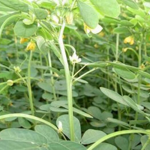 安国市决明种子  出售新产决明子种子 草决明 一年生 春夏种植 决