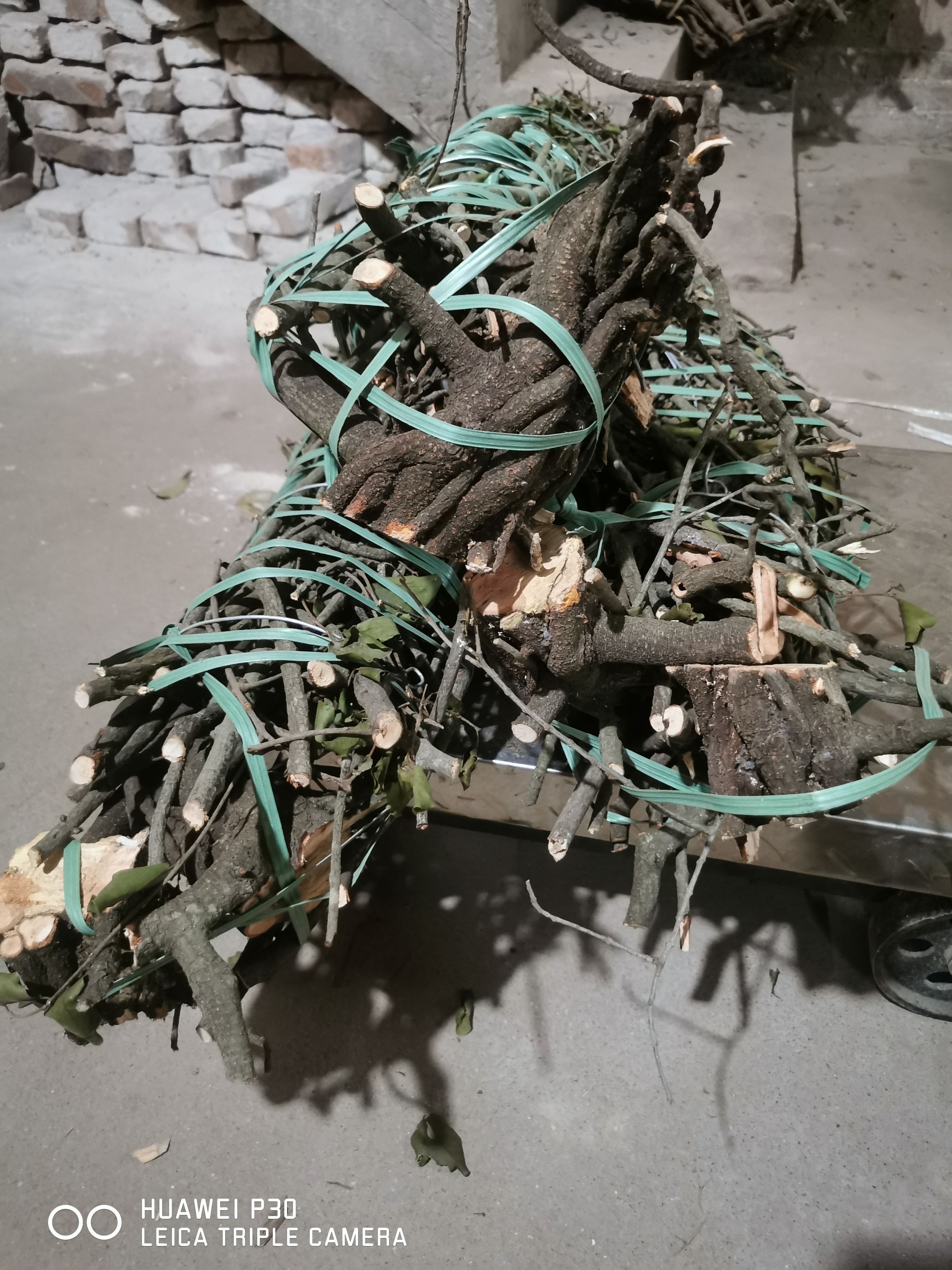 冼手果寄生、木患子寄生、无患孑寄生