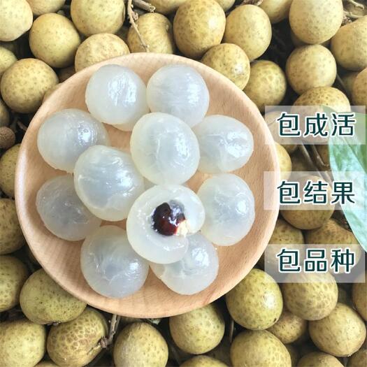 灵山县四季蜜龙眼苗 