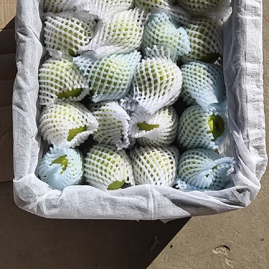 嘉峪关市 供应优质早酥梨，皮薄，汁丰，甘甜脆口