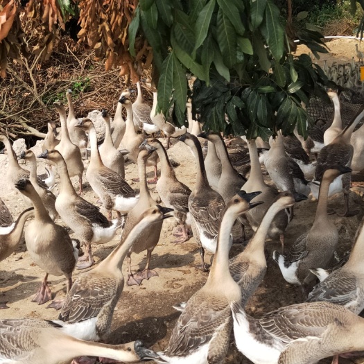 阳江肉鹅  1100阳江杂，均重9.5左右