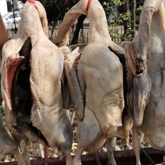 溧阳市鹅肉类 【溧阳老鹅热卖中】咸鹅自制、安全卫生，快来抢购吧！