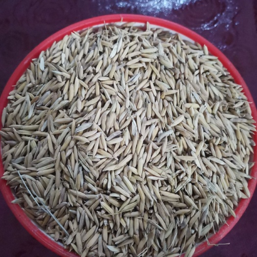 籼稻谷 大量供应稻谷,泰优390,晶两优534,兆优5431等原粮。