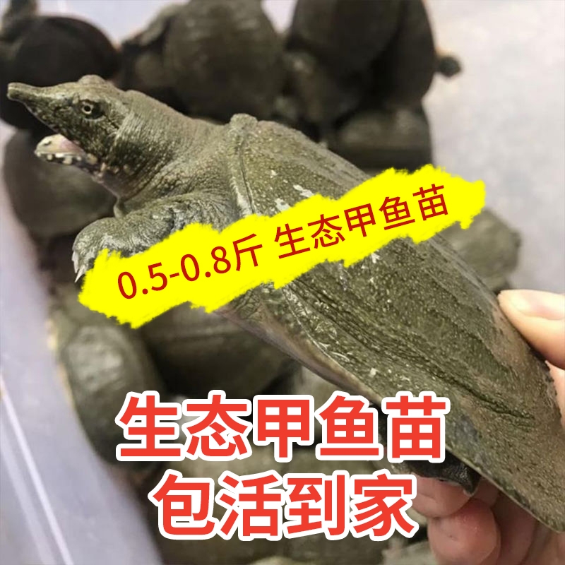 黄沙鳖 甲鱼苗5两到8两外塘放养甲鱼苗黄沙甲鱼老甲鱼