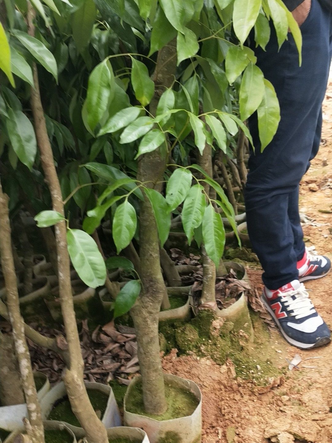 荔枝苗  高压圈枝苗，荔枝树苗，桂味，妃子笑，糯米糍，香荔，