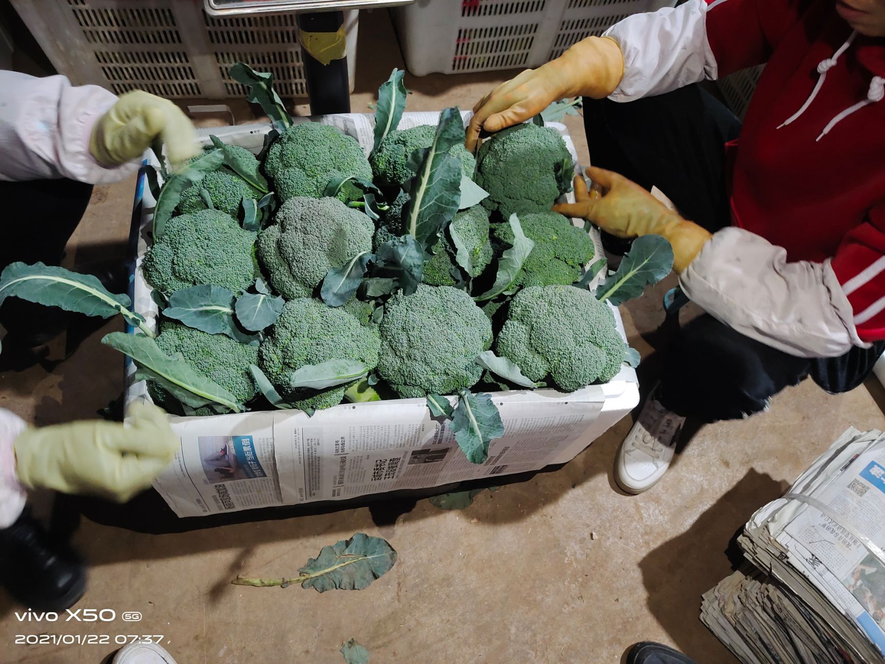 绿翡翠西兰花  云南精品西蓝花  保质保量  量大从优