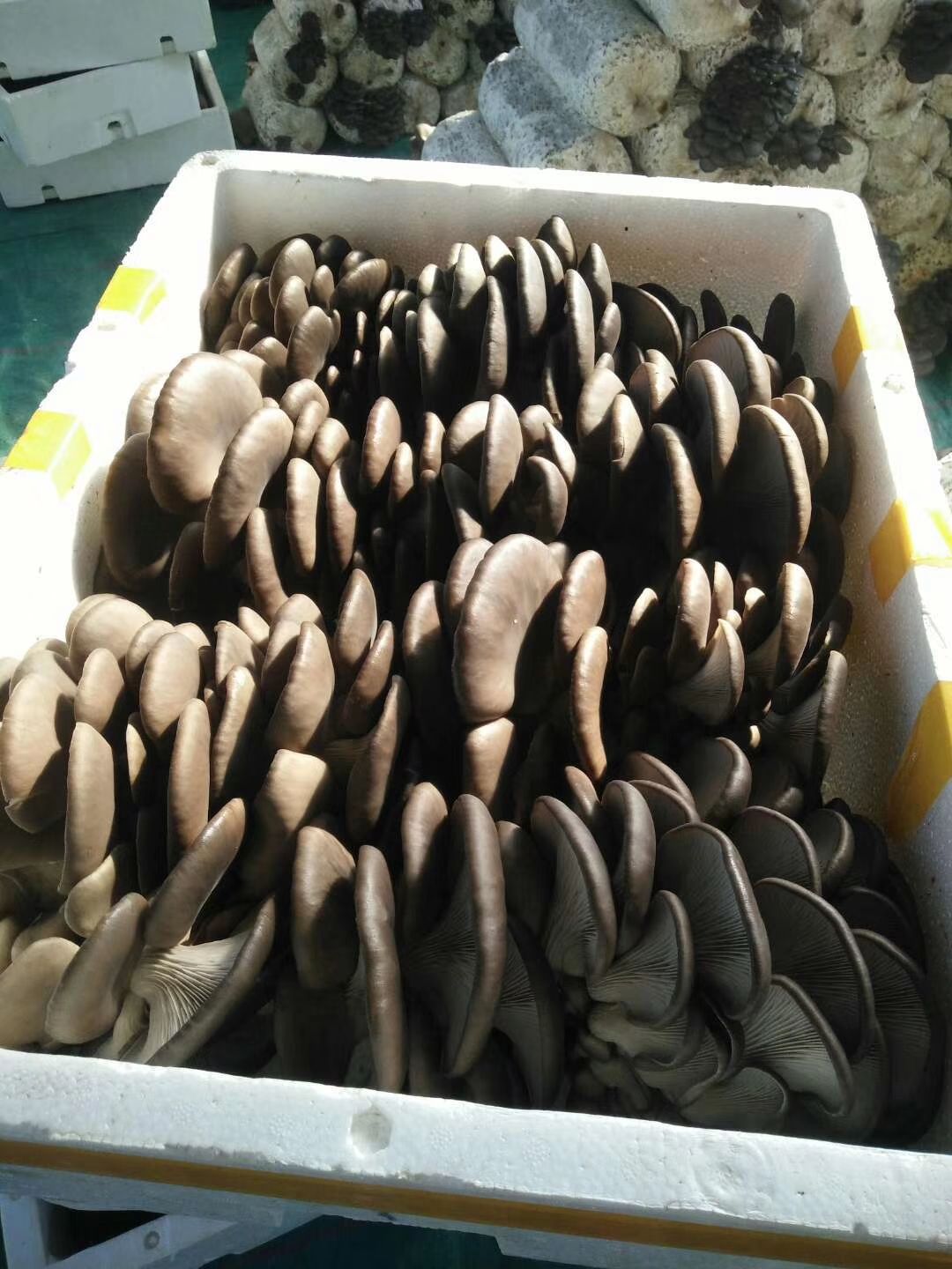成安县鲜平菇，现货，多种规格！河北平菇产地直接供货