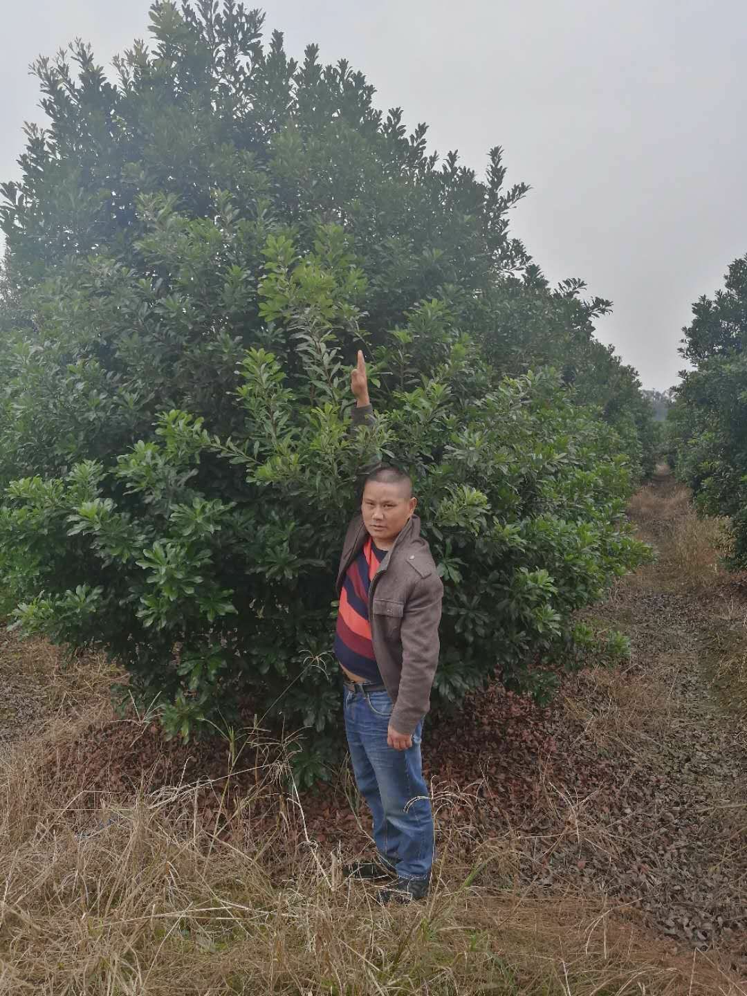 各种杨梅树