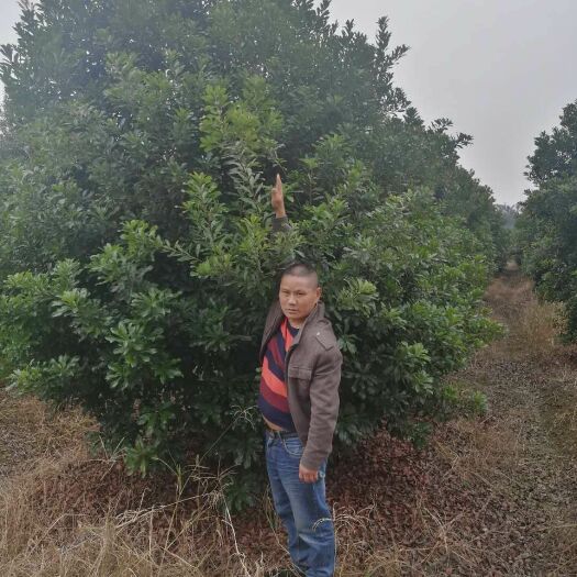 成都 各种杨梅树