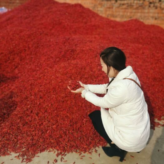 宜阳县朝天椒   红土地的优良品质，辣椒之王。