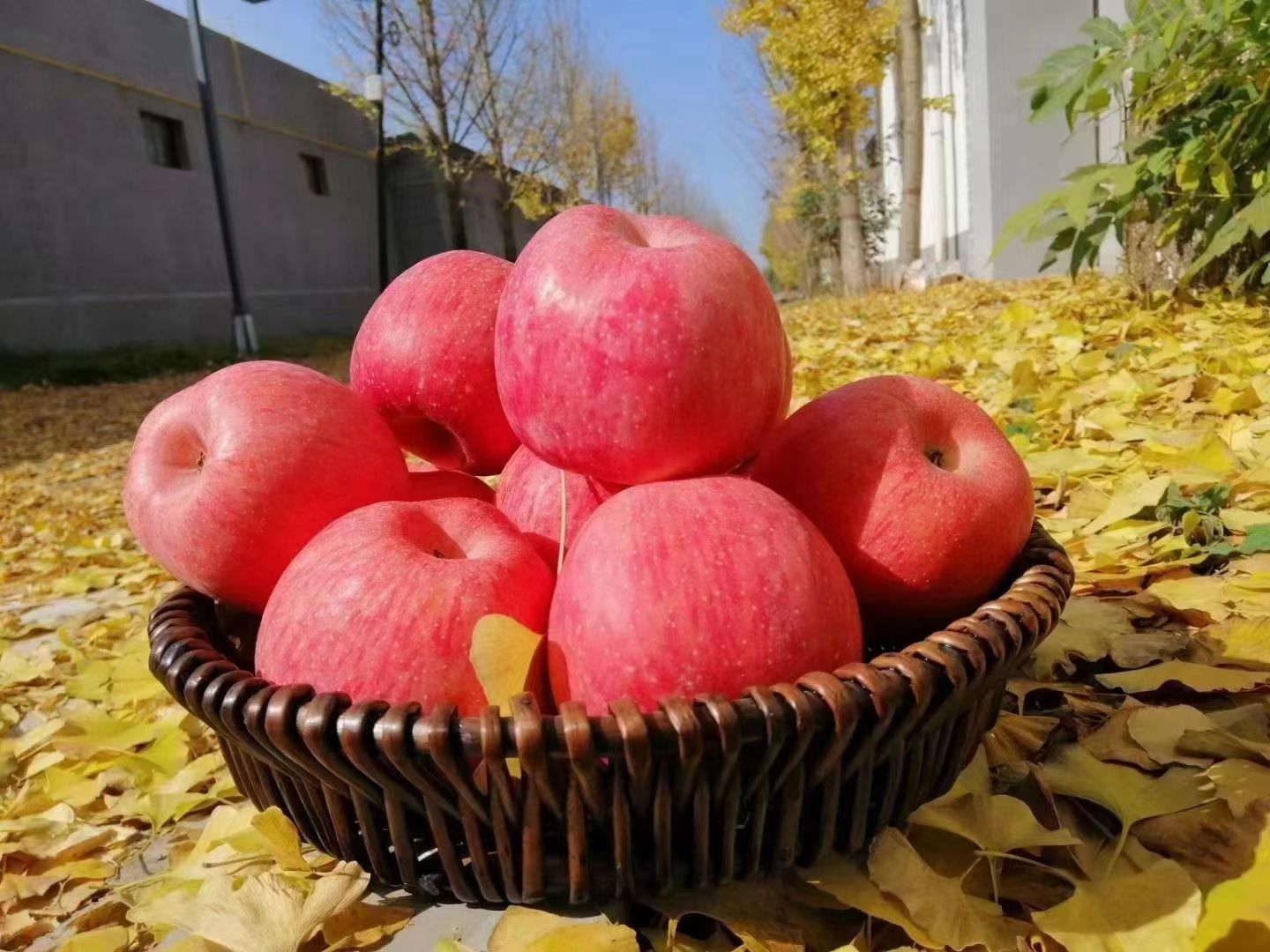 正宗陕西洛川红富士苹果水果延安苹果