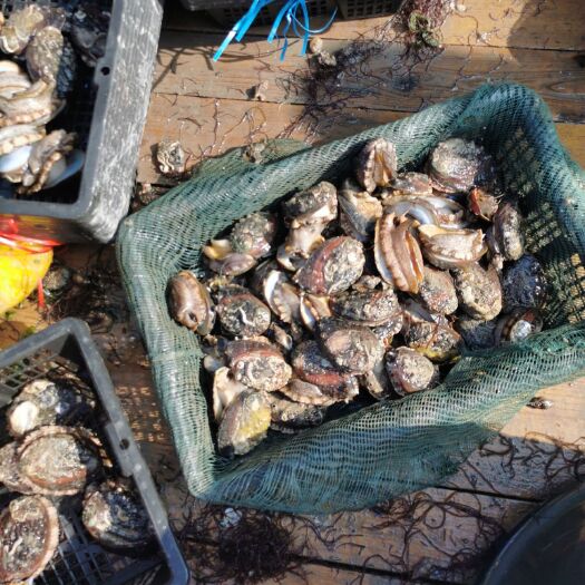 漳浦县九孔鲍  原产地直活鲜鲍鱼黄金鲍