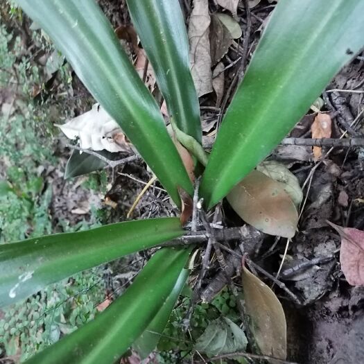 大姚县竹根七  云南高山开囗箭