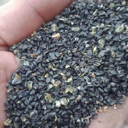 沙葱种子  沙葱