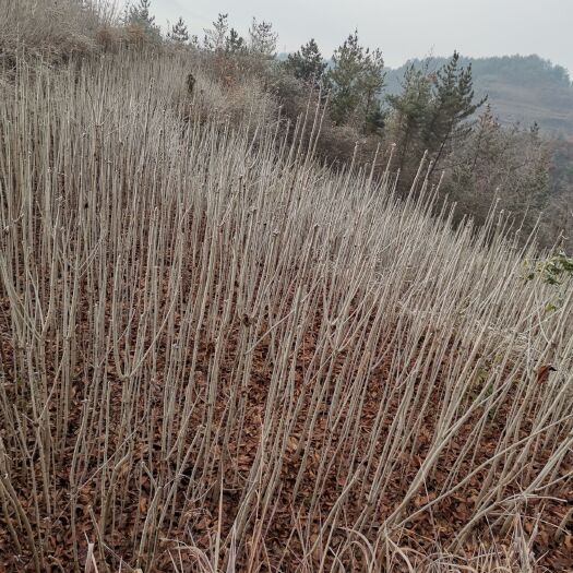 苍溪县七叶树苗，四川广元产地直售0.5---2公分。