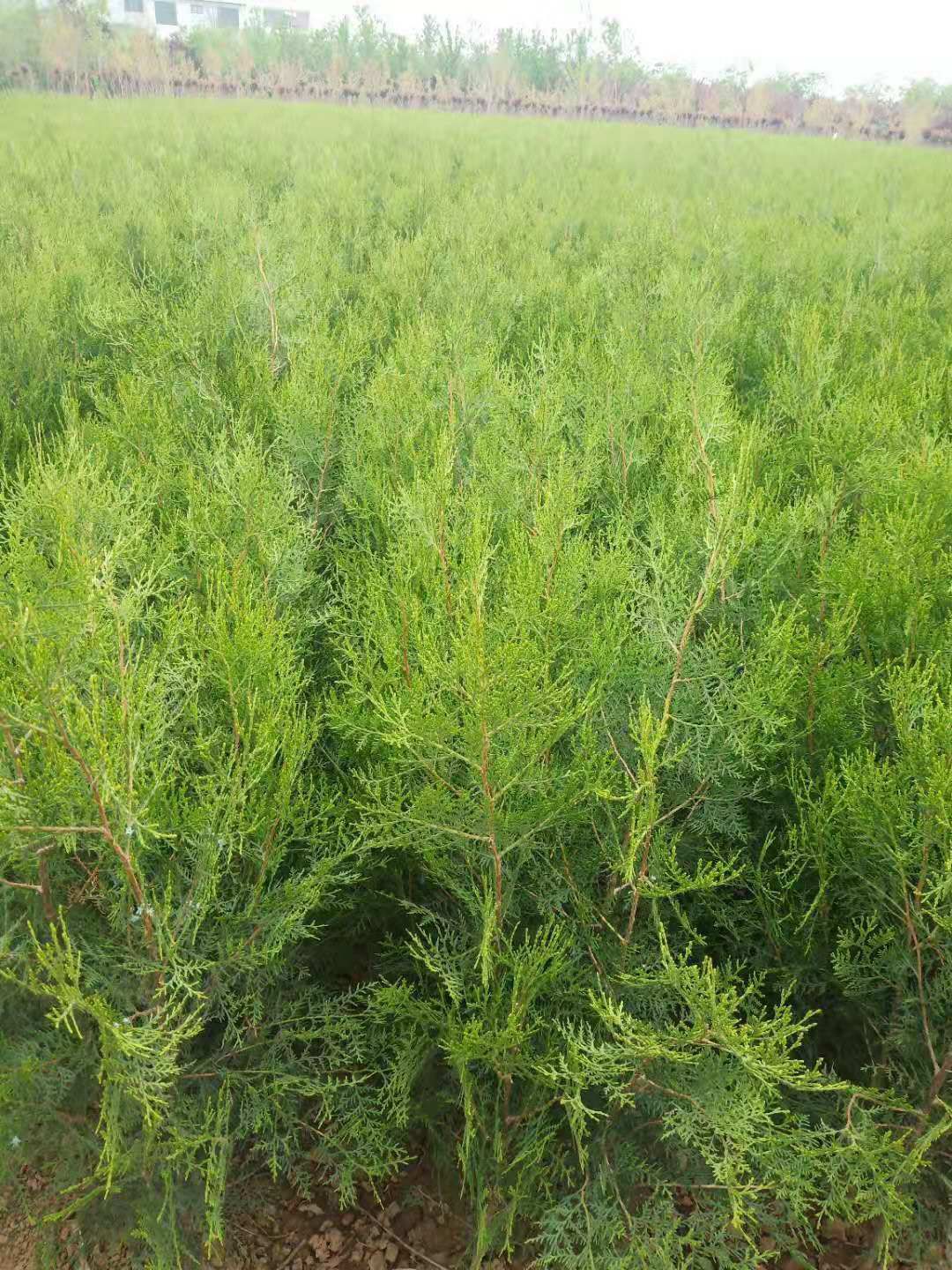 侧柏苗 陕西侧柏苗精品无脱腿 50-1.2米量大一手货源