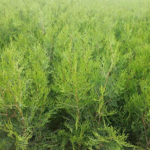 周至县侧柏苗 陕西侧柏苗精品无脱腿 50-1.2米量大一手货源