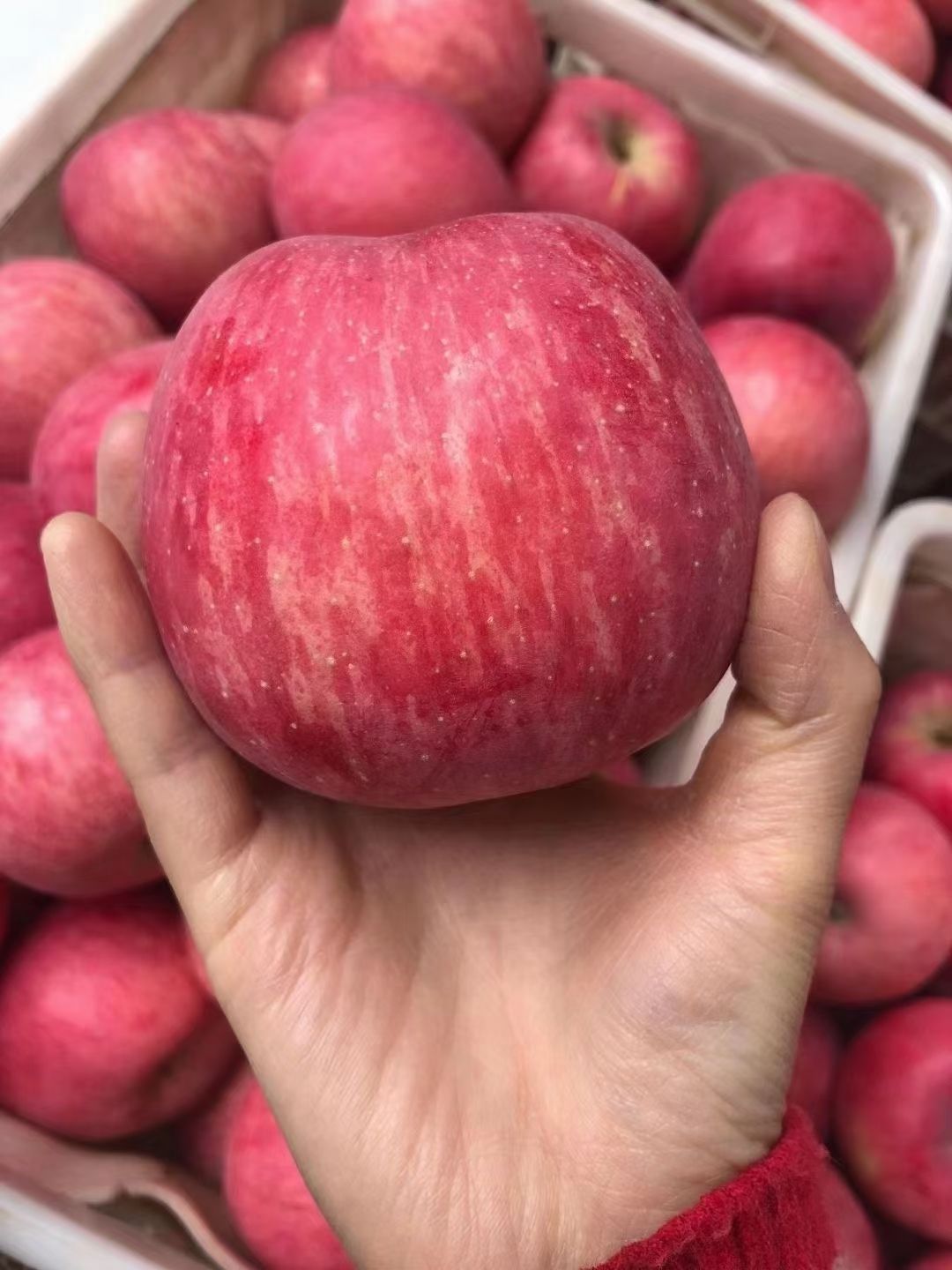 正宗陕西洛川红富士苹果水果延安苹果