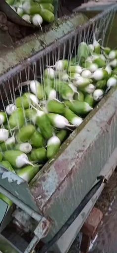 白萝卜 河南省开封市通许县 1.5~2斤