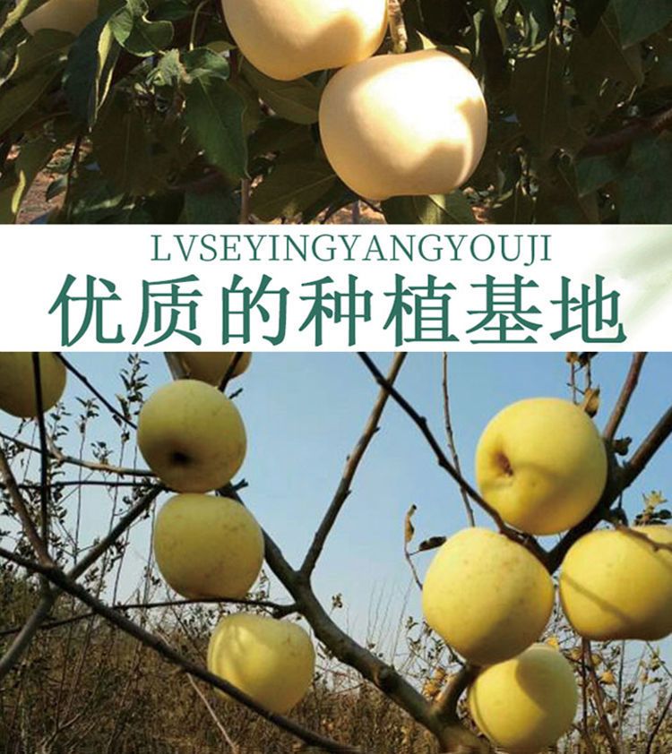 黄元帅苹果  黄元帅奶油苹果新鲜刮泥香甜粉面黄香蕉苹果包邮