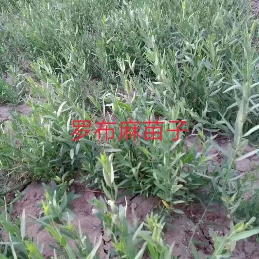 民勤县罗布麻