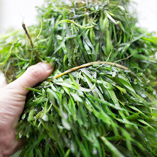 洪湖市苦草四季青短叶矮生苦草小龙虾蟹养殖工程净化水质专用水草