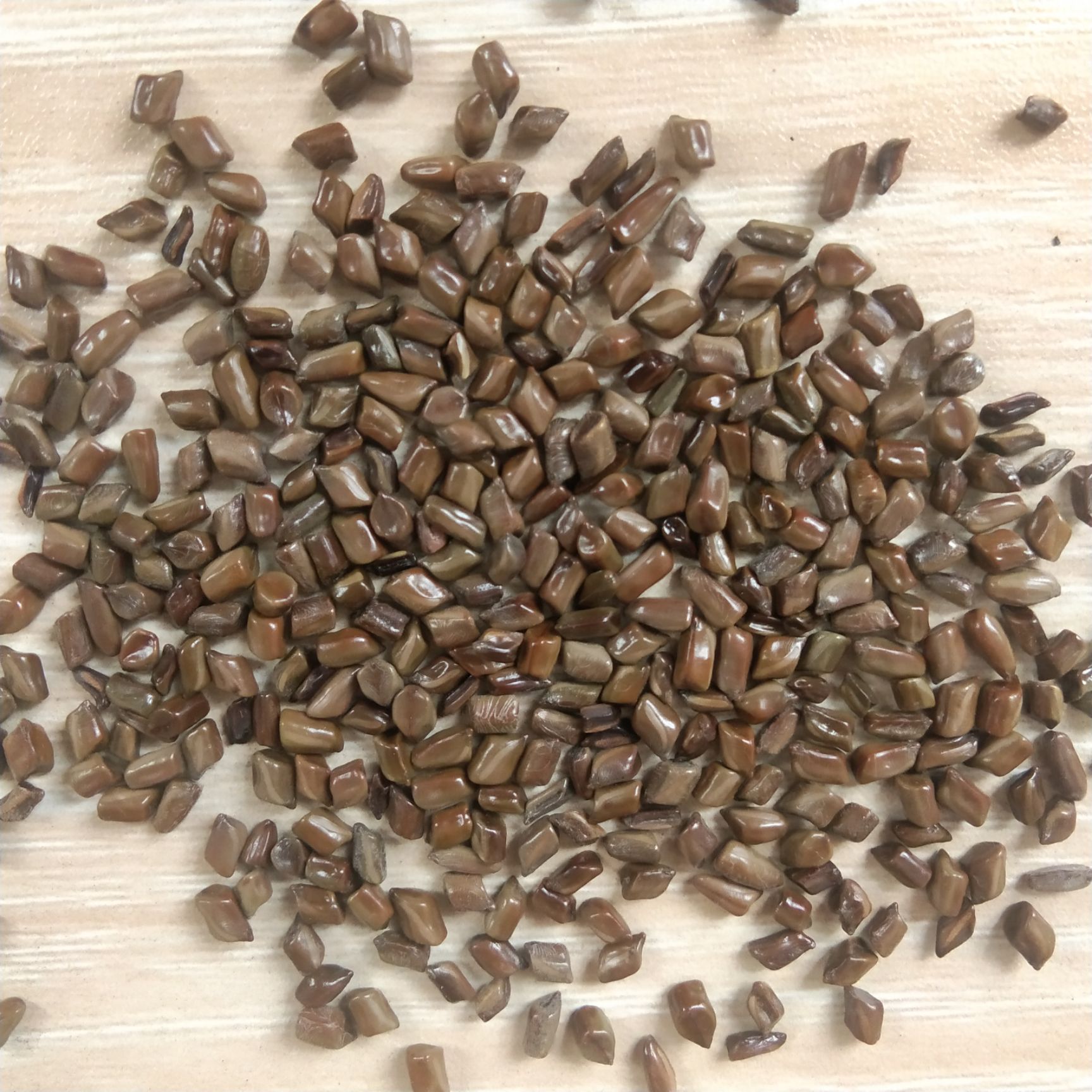 决明种子  出售新产决明子种子 草决明 一年生 春夏种植 决