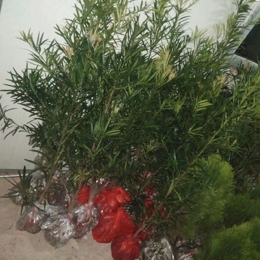 苍溪县小叶罗汉松 