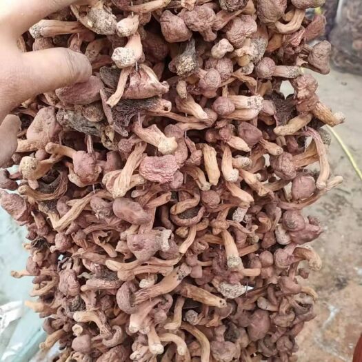 喀左縣紅蘑，鉚釘菇，質(zhì)量保證，大量批發(fā)零售，貨型多，原產(chǎn)地，貨源地