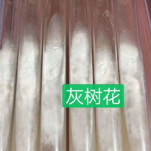 法庫(kù)縣灰樹花菌種  灰樹花母種試管