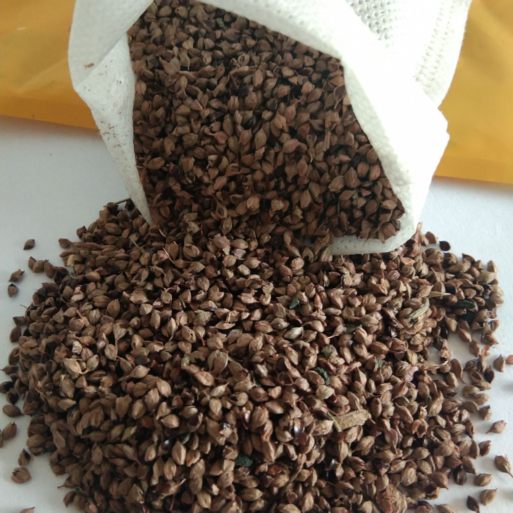 青黛苗  出售新产青黛种子 靛叶籽 植物可做染料 靛籽 春夏